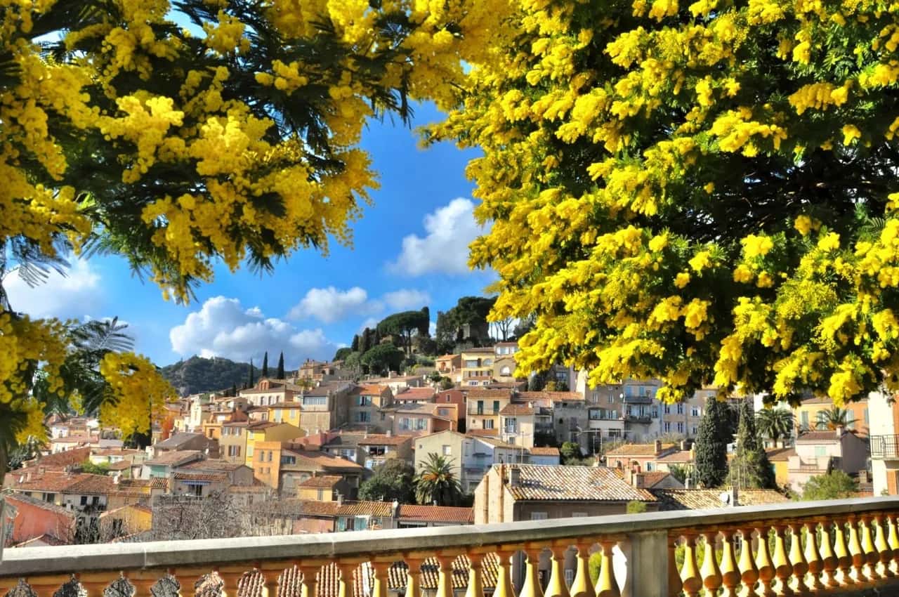 Bormes-les-Mimosas fleuri de mimosas, vue sur le village